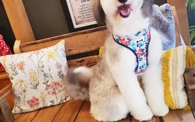 Tizzy Lizzy Grooming LLC in Galax, VA