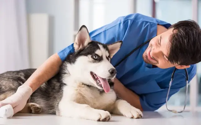 Lyon Veterinary Clinic in South Lyon, MI