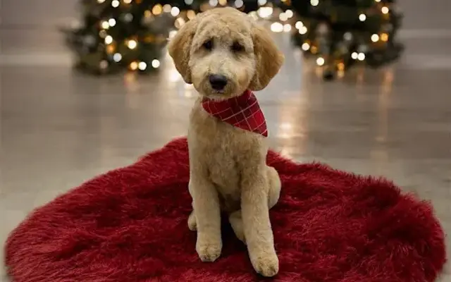 Top Dog Grooming Salon in Hemet, CA
