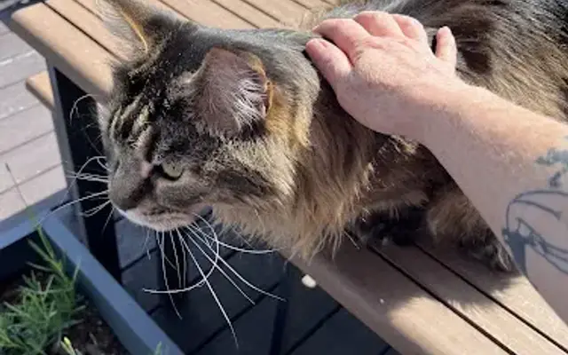 Ailurophile Cat and Home Care in Longmont, CO