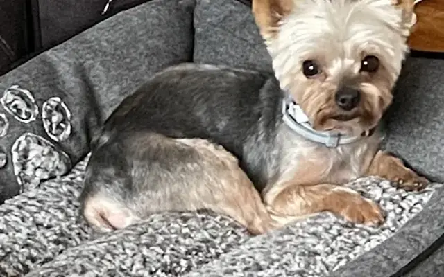 Angels Perfection Doggy Spa LLC in Glenside, PA