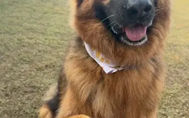Magnolia Paws Board and Train in Slidell, LA
