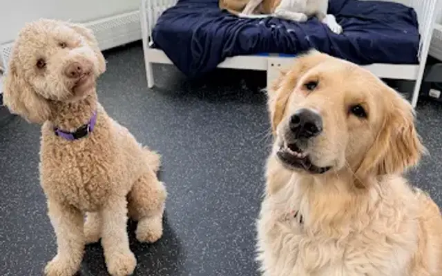 Pet Companions Bed & Biscuit and Grooming in Reading, MA