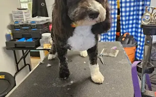 Paula at contemporary canine in Dripping Springs, TX