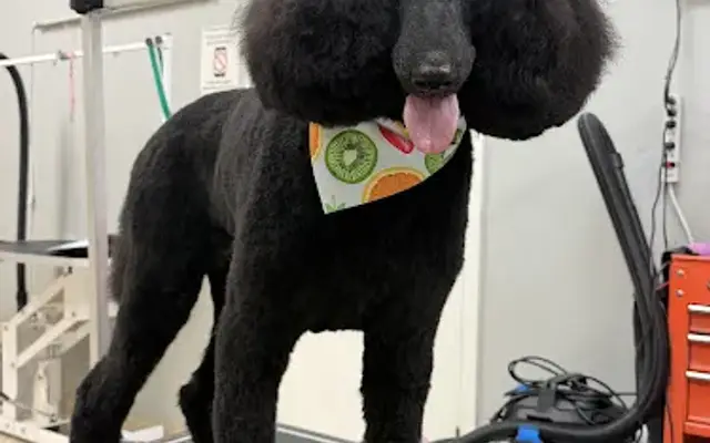 Halo Pet Grooming in Discovery Bay, CA