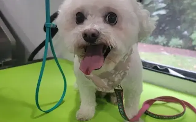 Splish Splash Grooming Inc in Carlsbad, CA