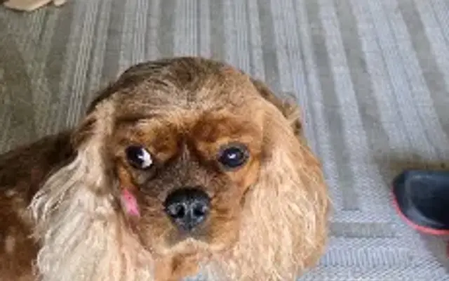 Tera's Grooming in Buckeye, AZ