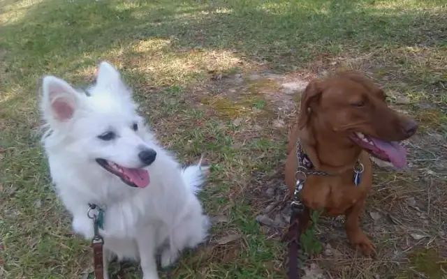 Basic K9 Plus Style, LLC in San Marcos, TX