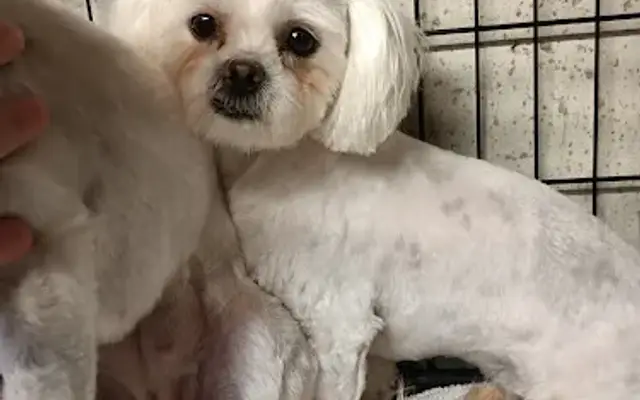 Waggie Tails Grooming in Tooele, UT