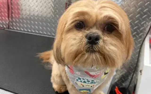 Miami's Top Pet Mobile Grooming in Port St. Lucie, FL