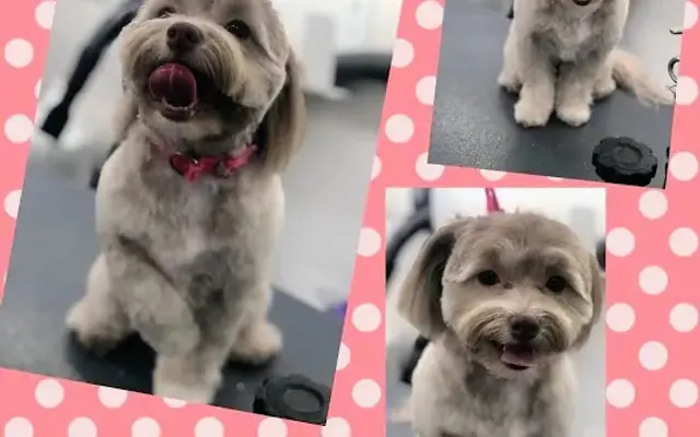 Jungle Pet Spa FL Mobile Grooming in Fort Pierce, FL