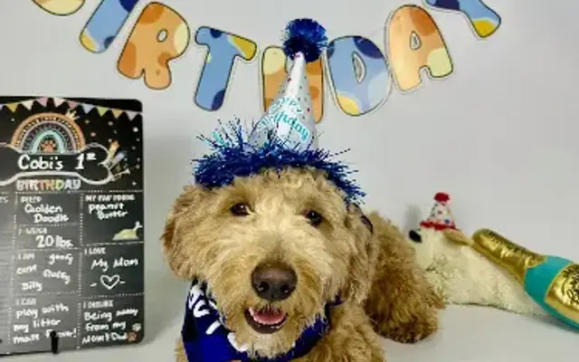 Pet Palace - West Chester in West Chester Township, OH