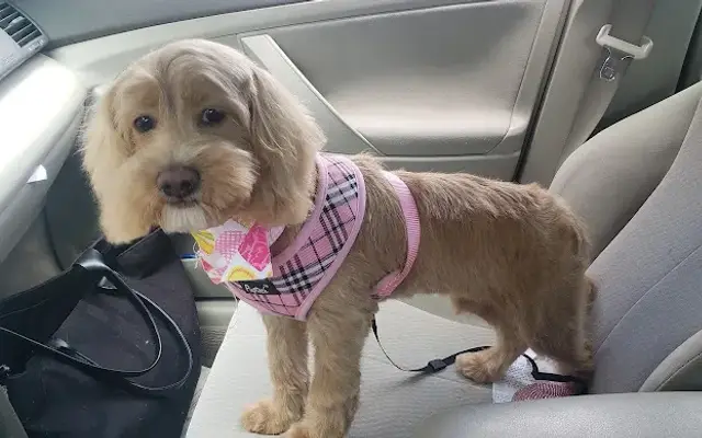 Best In Show Pet Groom & Supplies in Port Orange, FL