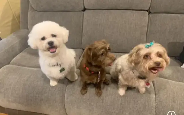 Pet Pleasers Grooming Salon in Margate, FL