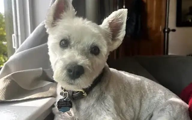 Fur Baby Pet Styling In-Home Pet Grooming in Aurora, CO