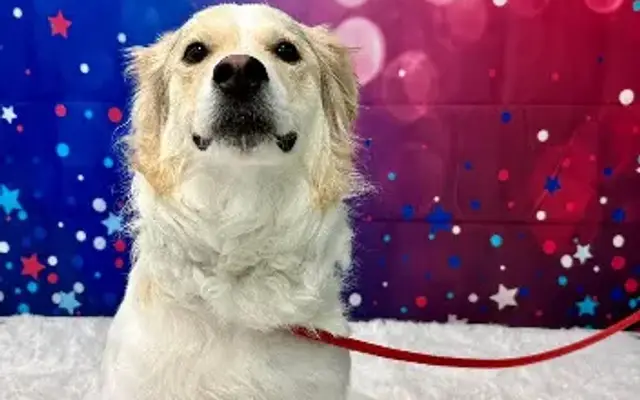 Pet Hotel Hadley in Hadley, MA
