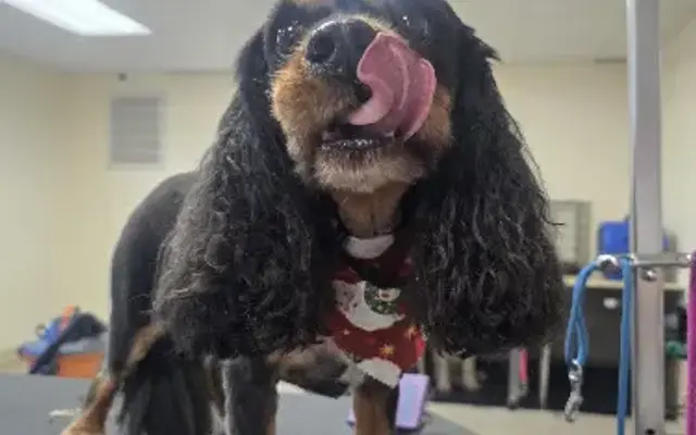 Boop a Snoot Mobile Pet Grooming in Laurel, NY