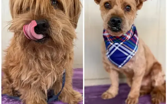 Cholas Pet Grooming in Sylmar, CA