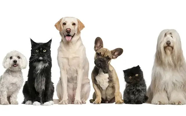 Countryside Veterinary Clinic in Lockport, NY