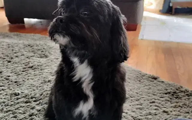 Splash N Wag Mobile Dog Grooming in Mt Laurel Township, NJ