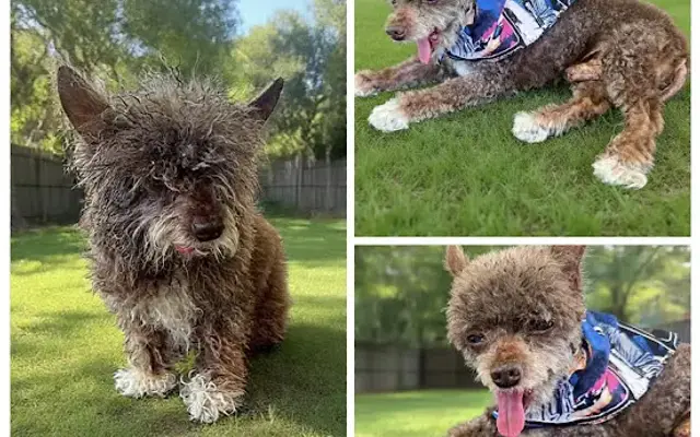 All 4 the Fur Grooming Co. in San Bernardino, CA