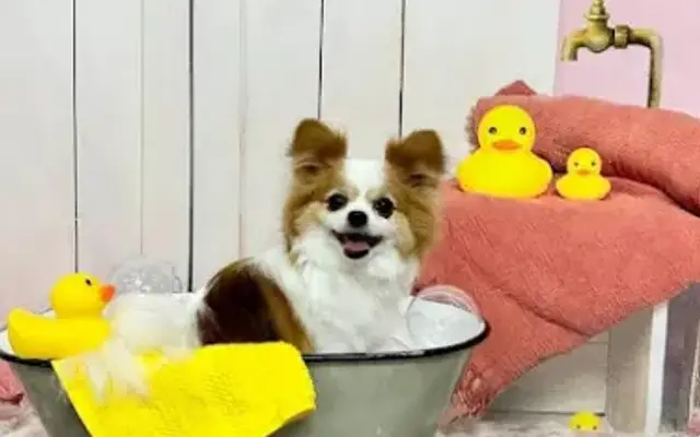 Doggie Spa in Belle Vernon, PA