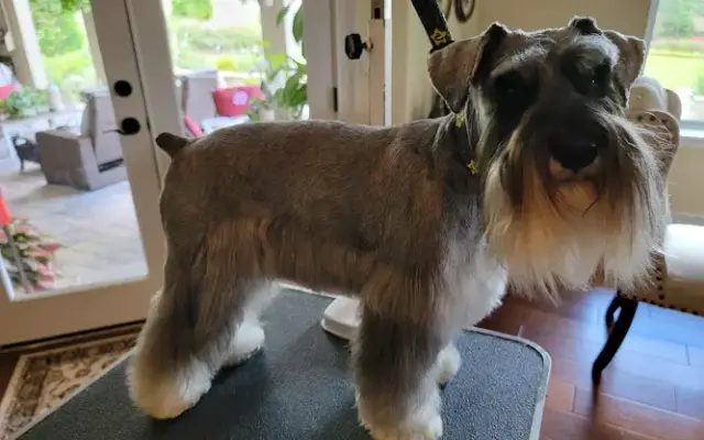 No Place Like Home Grooming in Altamonte Springs, FL