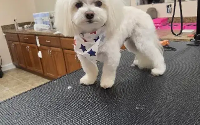 Rover Make Over Luxury Dog Grooming in Conway, SC