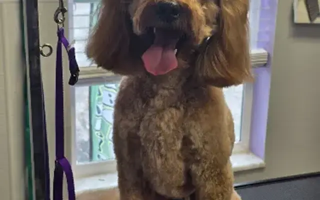 The All To Well Puppy Pawler in Imperial, MO