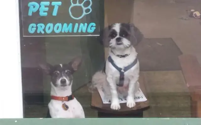Bark Meadow Boarding & Groom in Loudon, TN