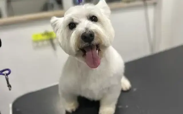 The Paw Pawlor in Pickerington, OH
