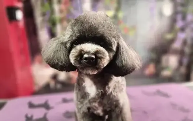 Beauty In Four Paws Salon in Groesbeck, OH
