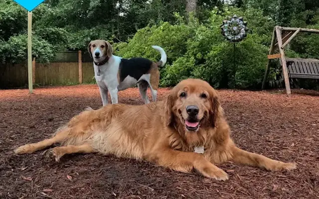 Barker's Cove Kennels and Grooming in Picayune, MS