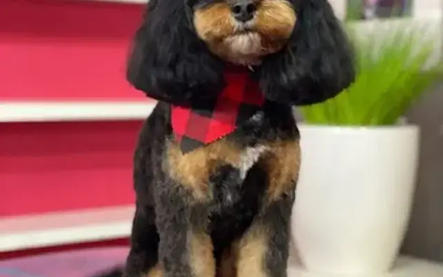 PRETTY PAWS PET GROOMING in Perry, GA