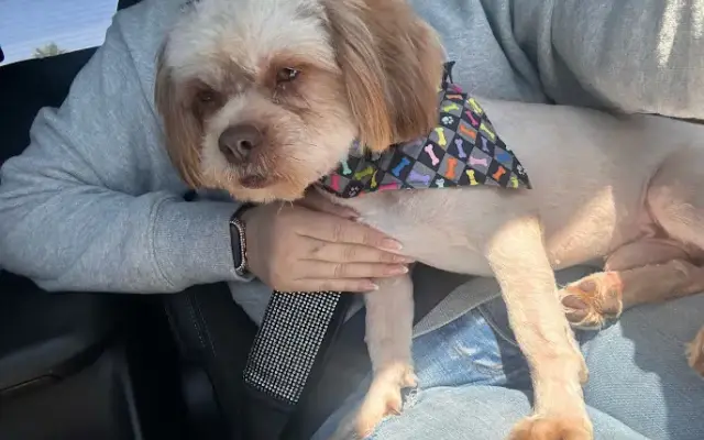 Abba Pet Shop And Salon in Miami, FL