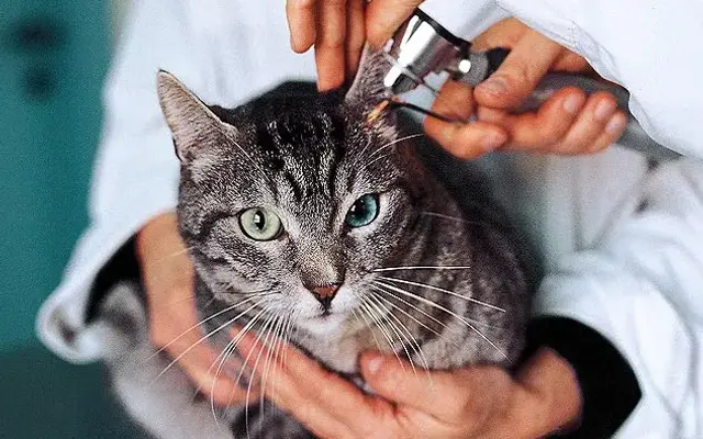 The Cat Doctor in Ventura, CA