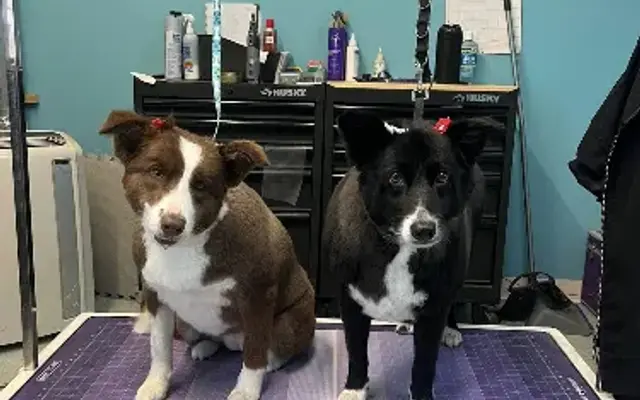 Velvet Bow Dog Grooming in Lowell, IN