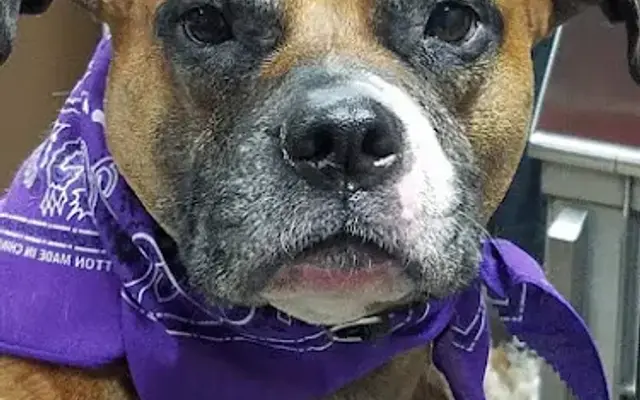 Pet Salon By Rich in Plymouth, PA