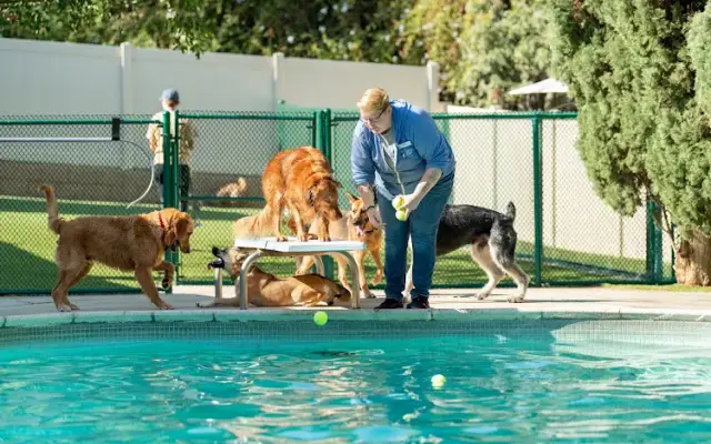 Spring Creek Kennel & Cattery in Spring Valley, CA