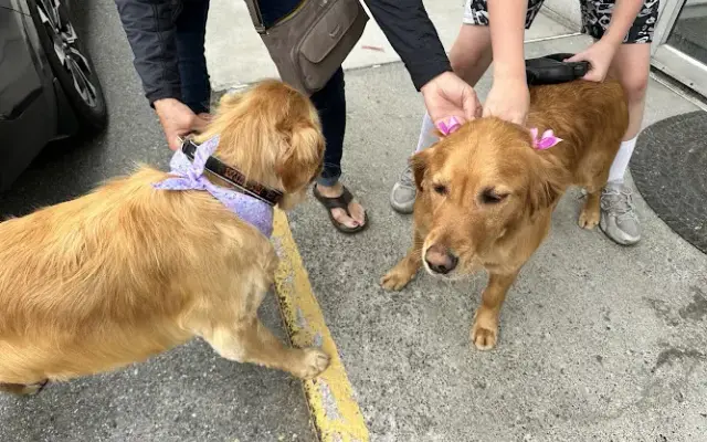 Bev's dog grooming in Anchorage, AK