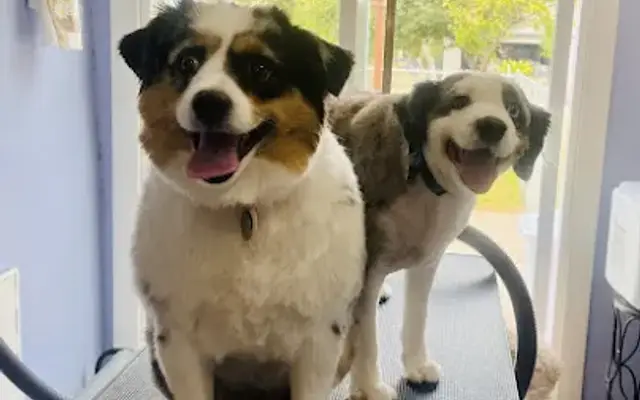 pampered paws in-home dog grooming in Phoenix, AZ
