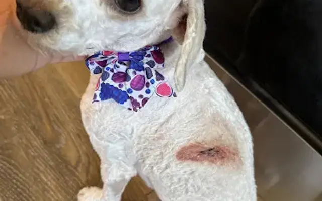 Yankee Doodle Dog Spa in South Elgin, IL