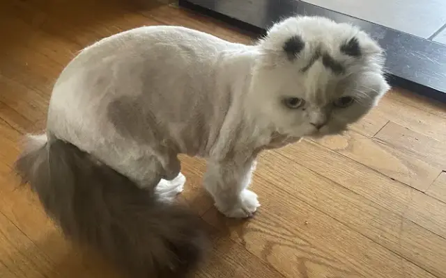Precious Furs Mobile Pet Spa in Northville, MI