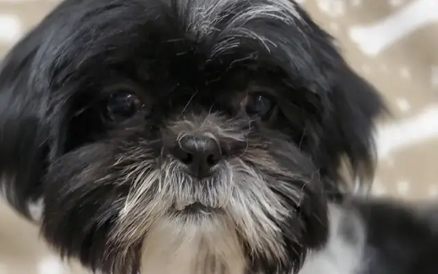 Puppy Love Pet Grooming, Inc in Ballston Spa, NY