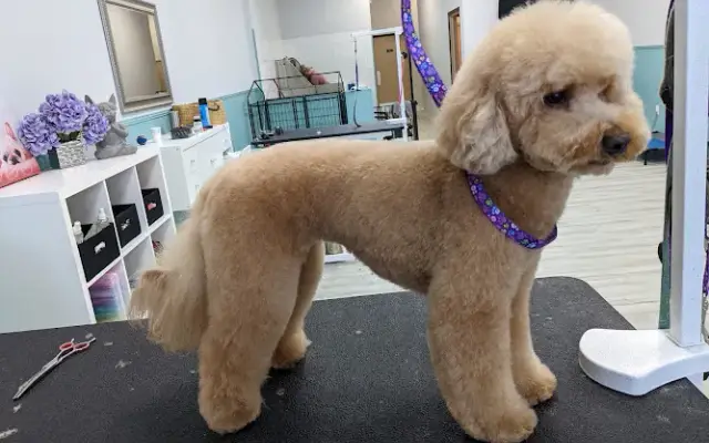 Lavish Dog Spa in Sarasota, FL
