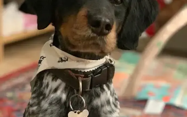 Hey Gorgeous Grooming in Mission Viejo, CA