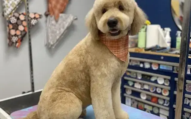 Shear Magic Dog Spa by Kay A. in Kernersville, NC