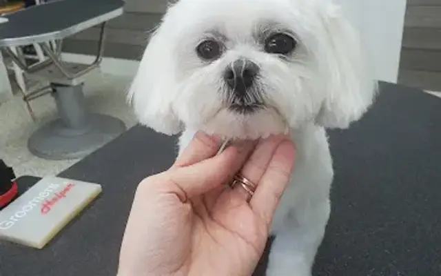 Sandy Paws Grooming in Surf City, NC