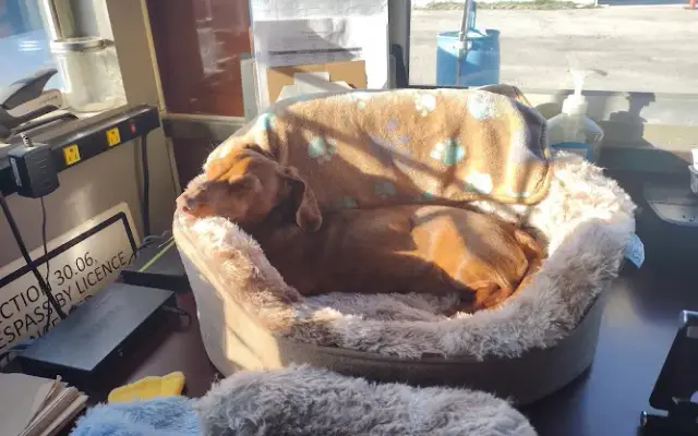 Paws on the spotlight in Paso Robles, CA
