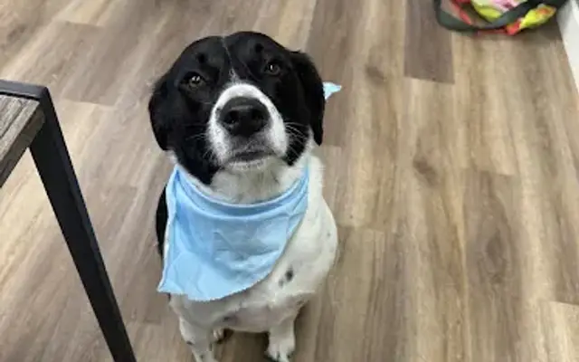 Sweet Paws Grooming LLC in Baltic, CT